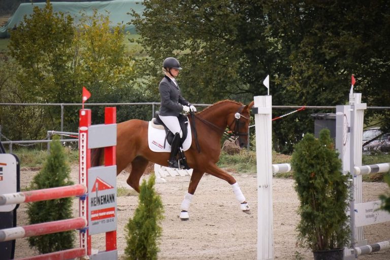 Pferdeausbildung Pferdeausbildung