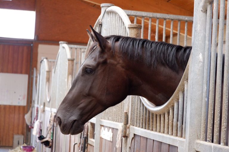 Mietboxen für Berittpferde Mietboxen für Berittpferde